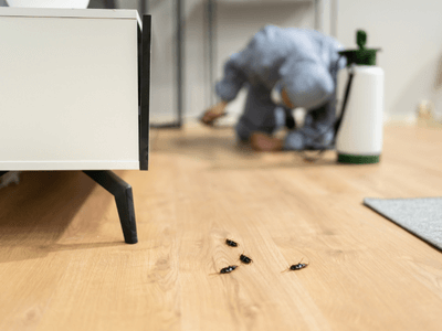 About Dwell Sure Pest Solutions - pest control experts in Perth